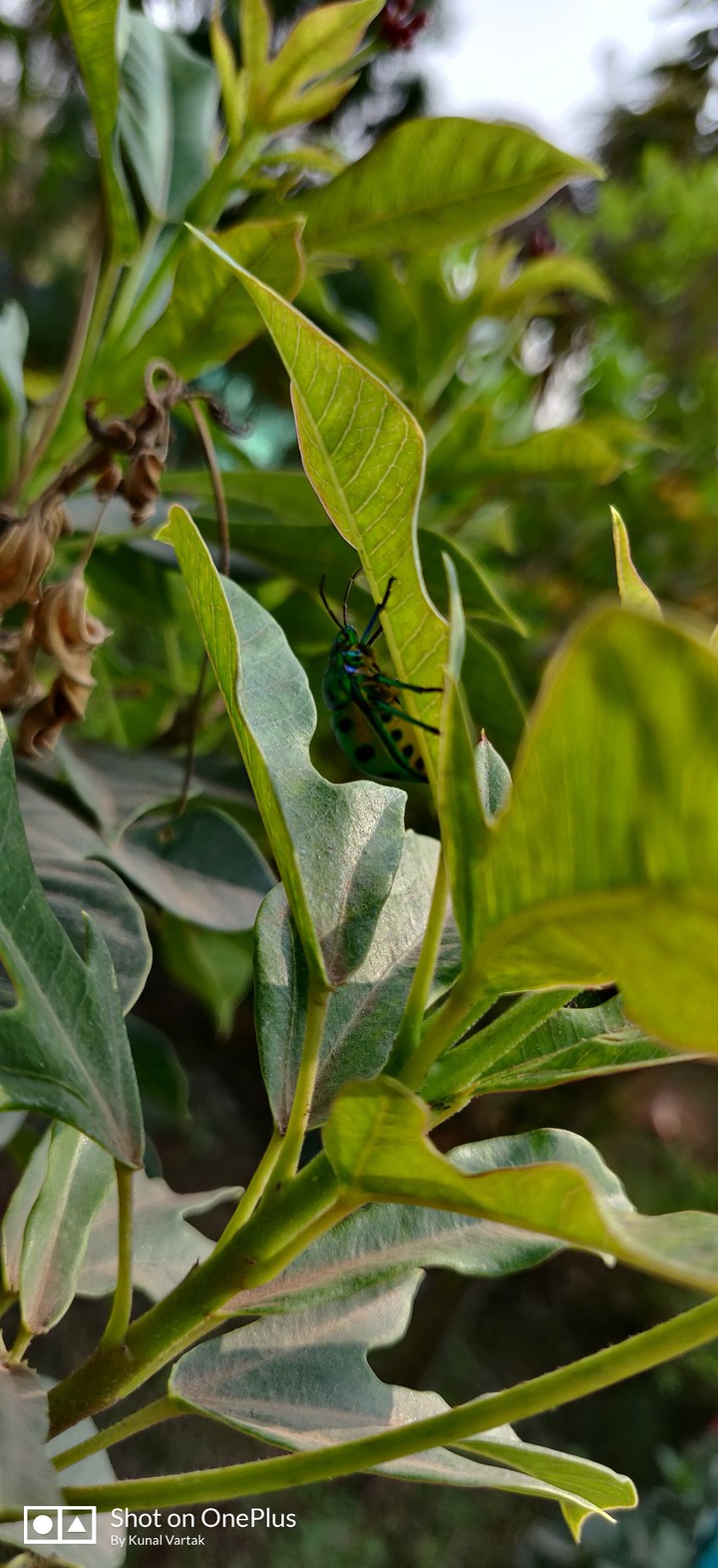 Insect