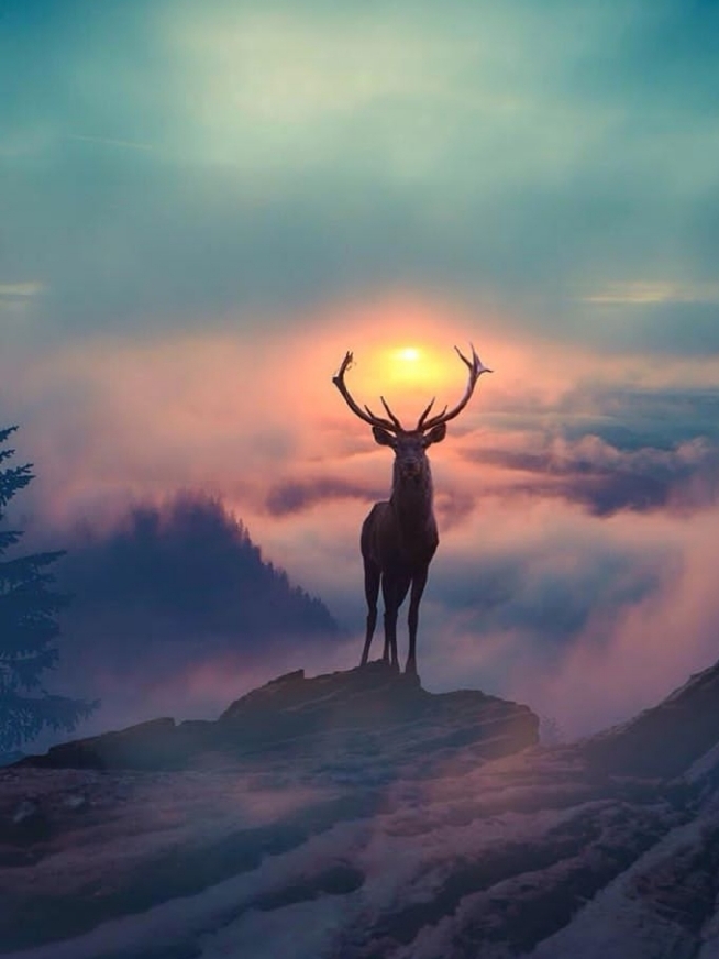 Deer