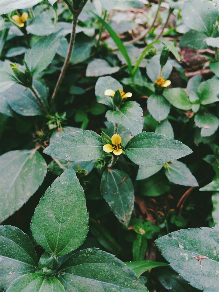 Lil flower