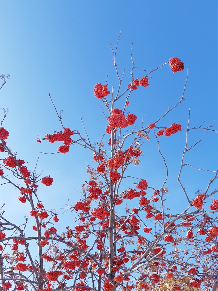 winter berries