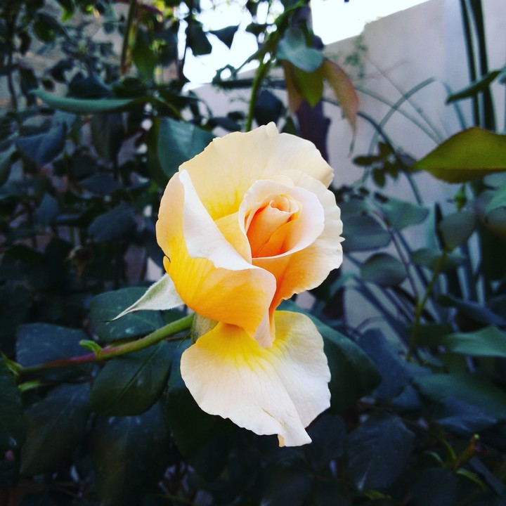 spring