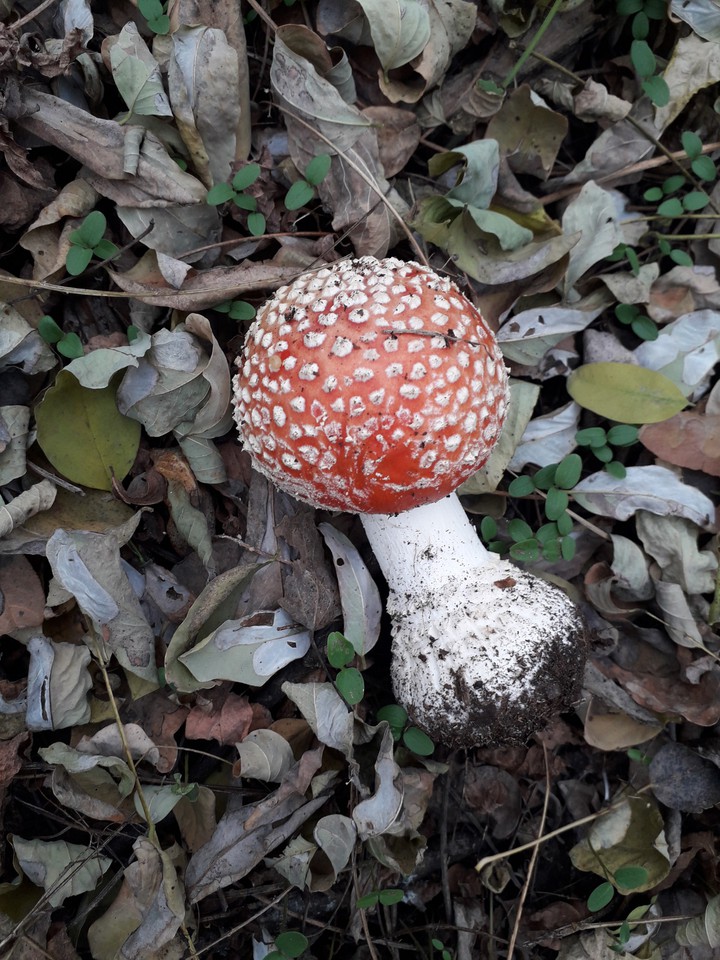 fly-agaric poison mushrooms in the fall forest