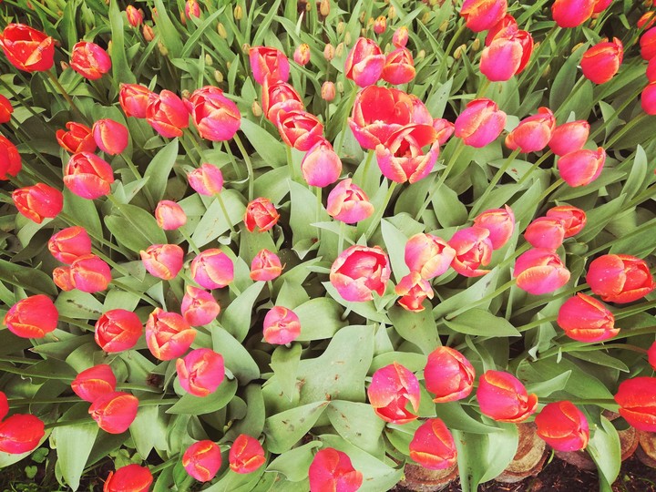 Tulips