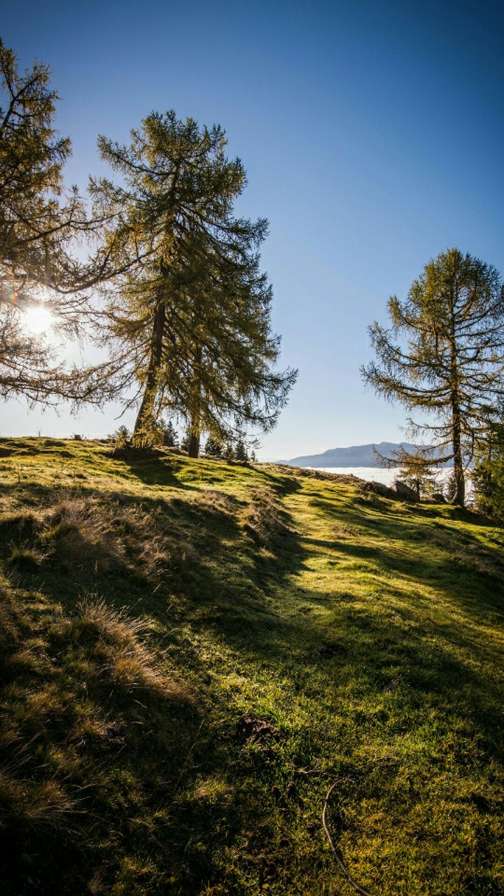 tree land