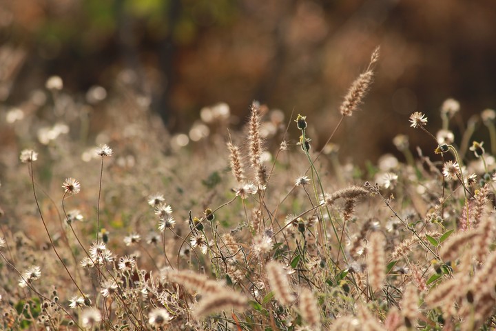 Wild floral