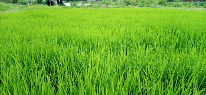 crops wallpaper