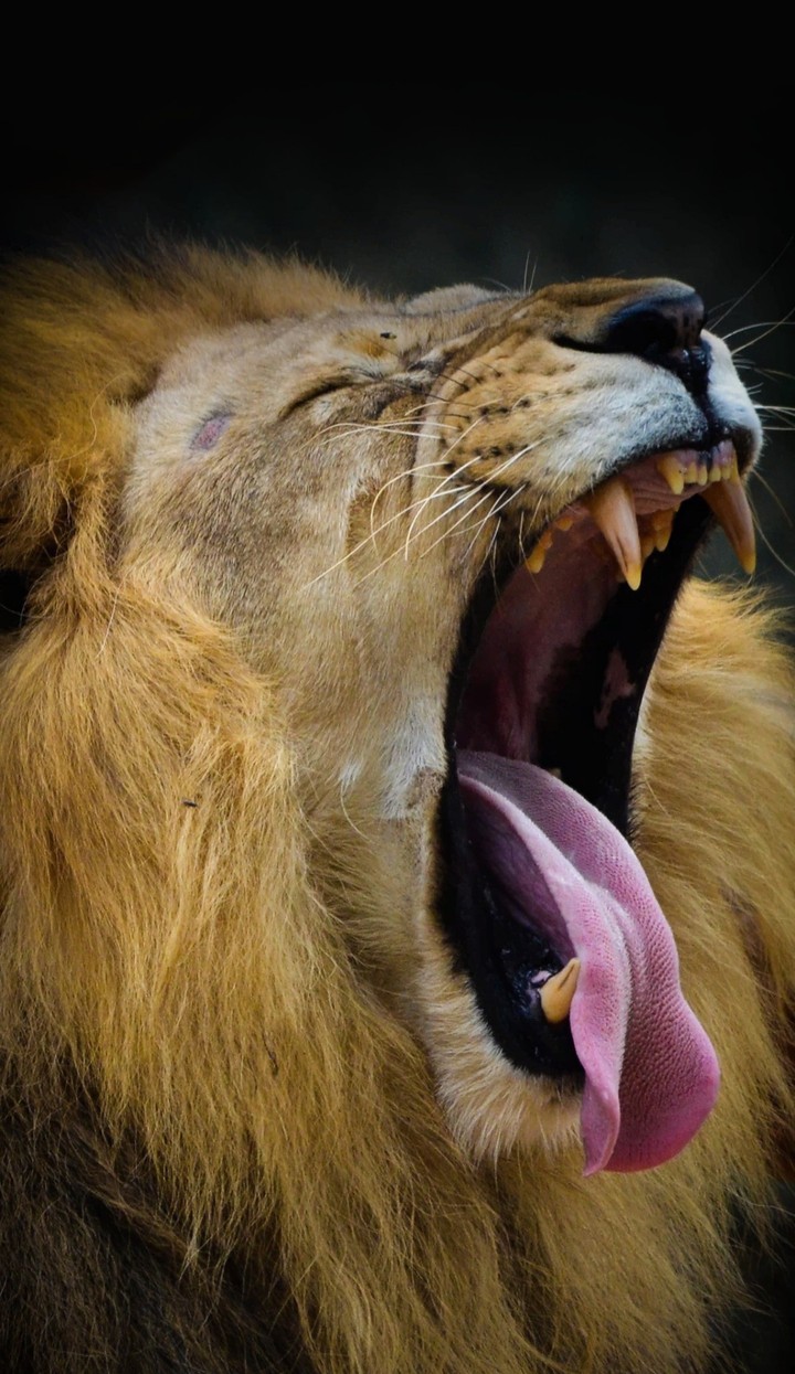 lion