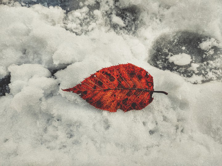 The Last Leaf
