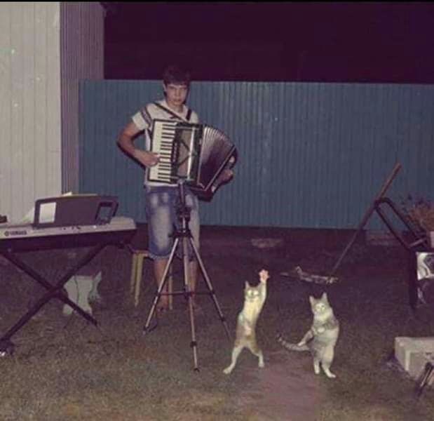 Party cat