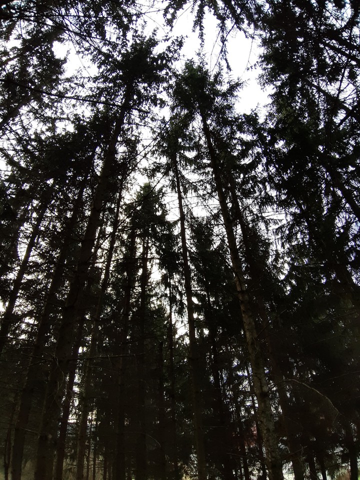 Dense forrest