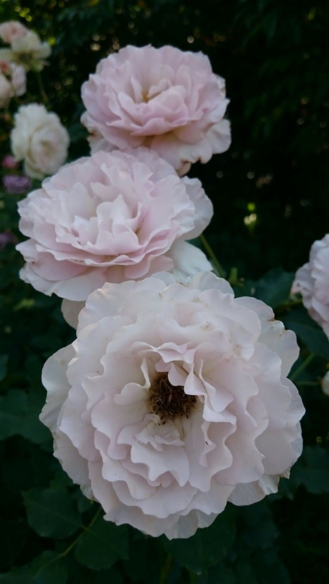 Roses