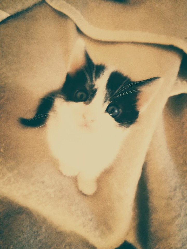 cat 2