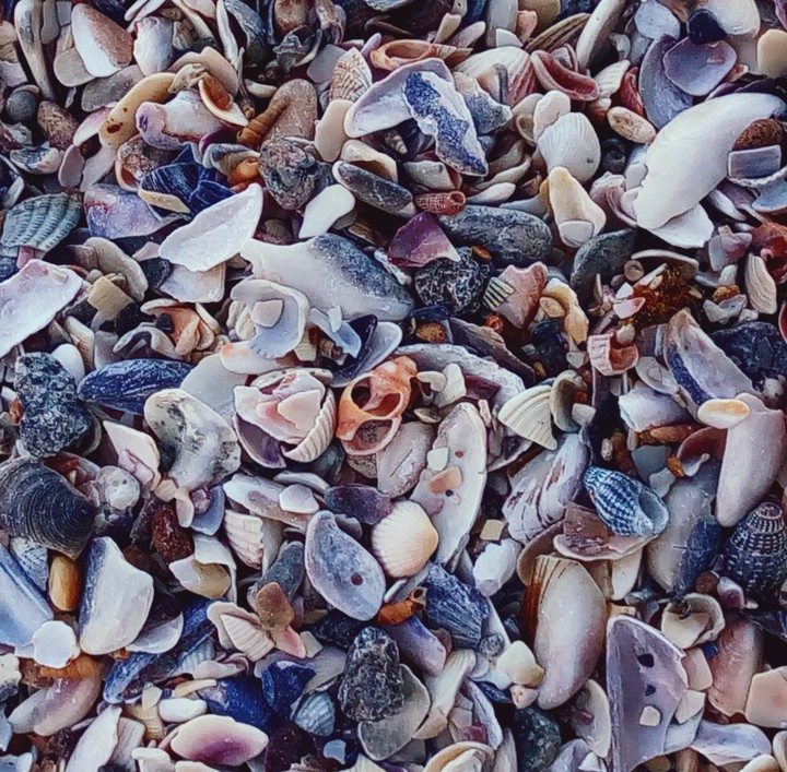 seashells