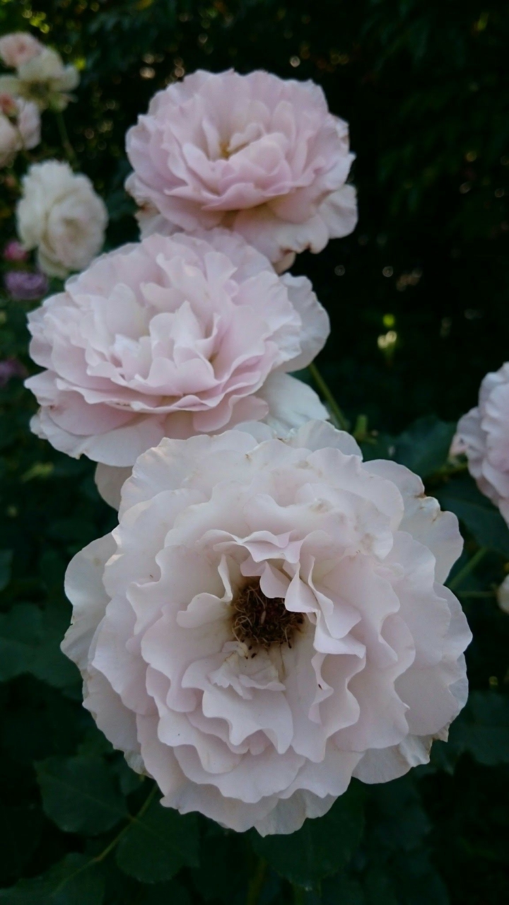 Roses