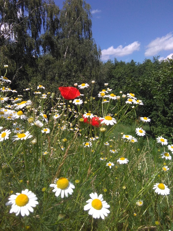 Flowers.