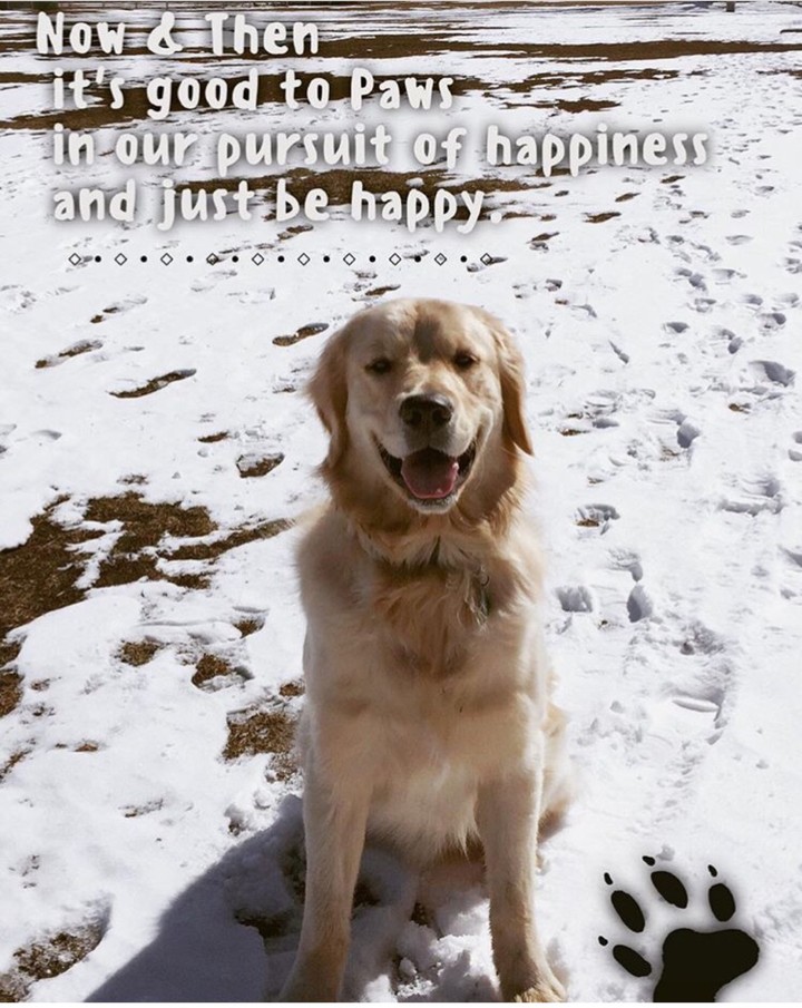 "Good to Paws"