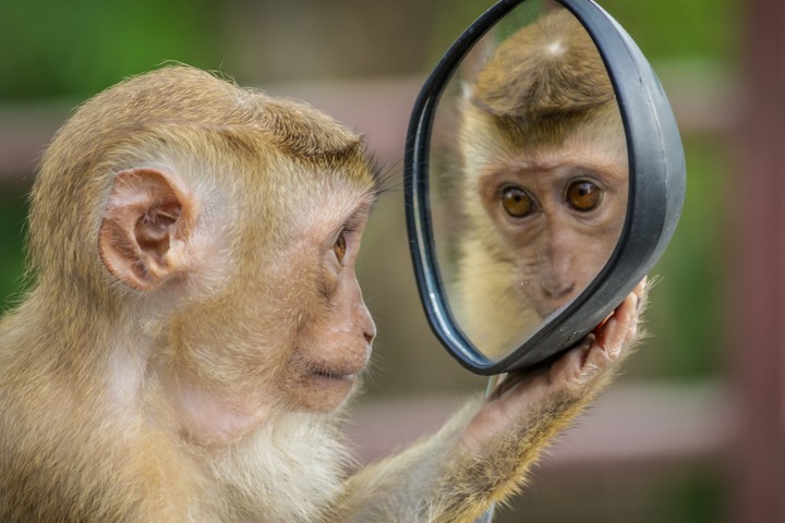 A Monkey and the Mirror..