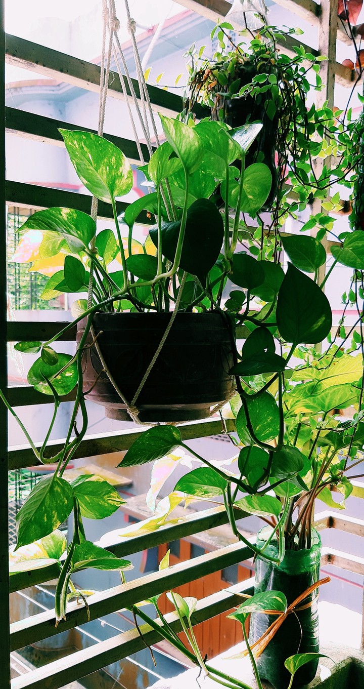 ? plant