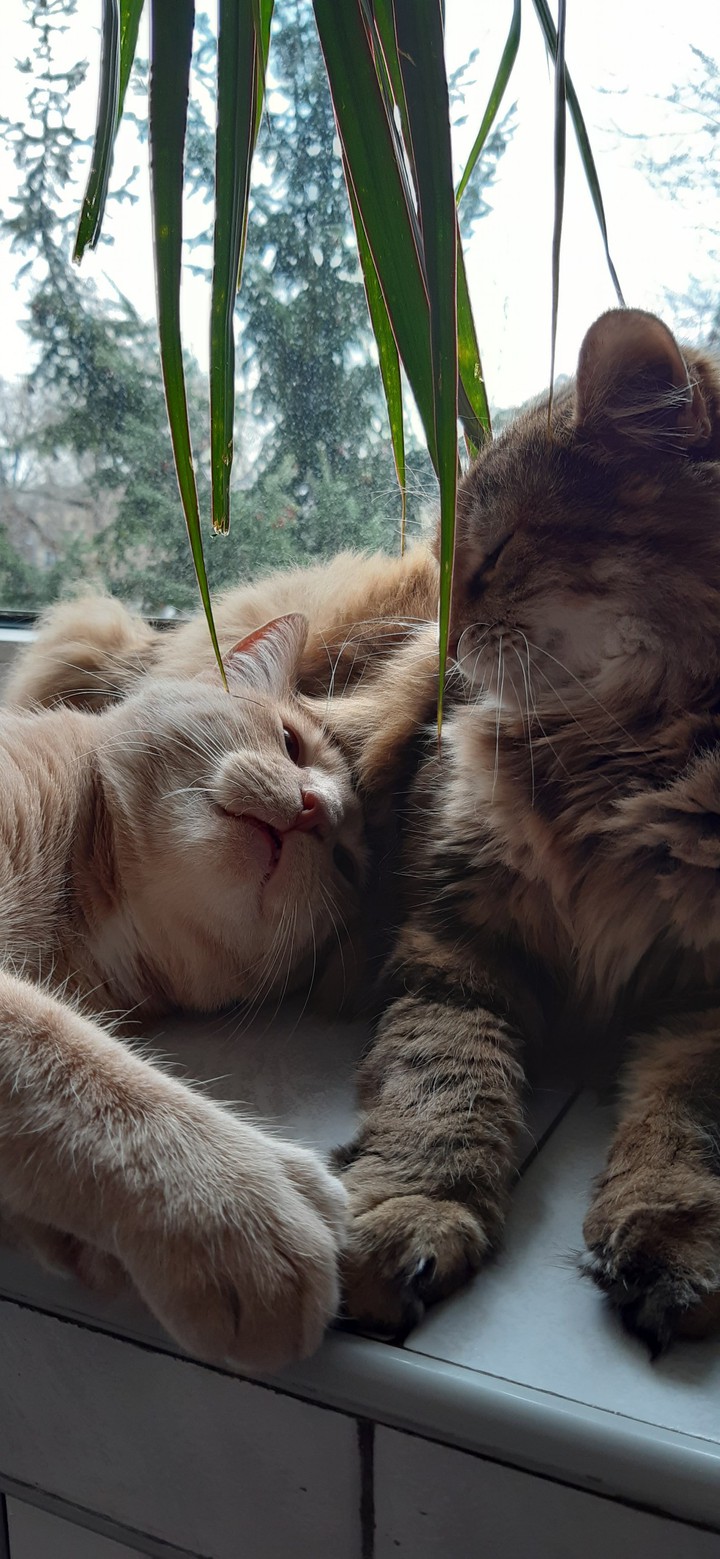 cats
