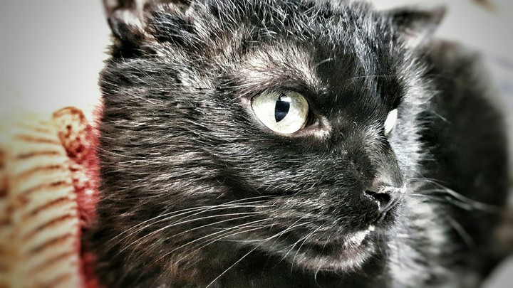 cat