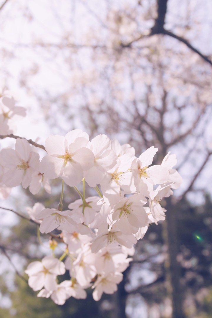 korea blossom