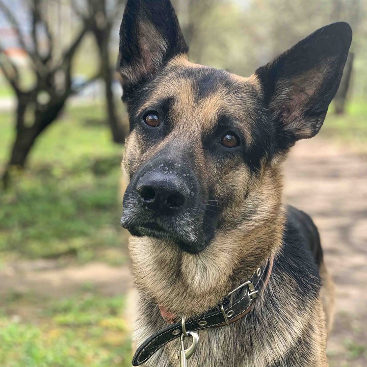 German Sheperd