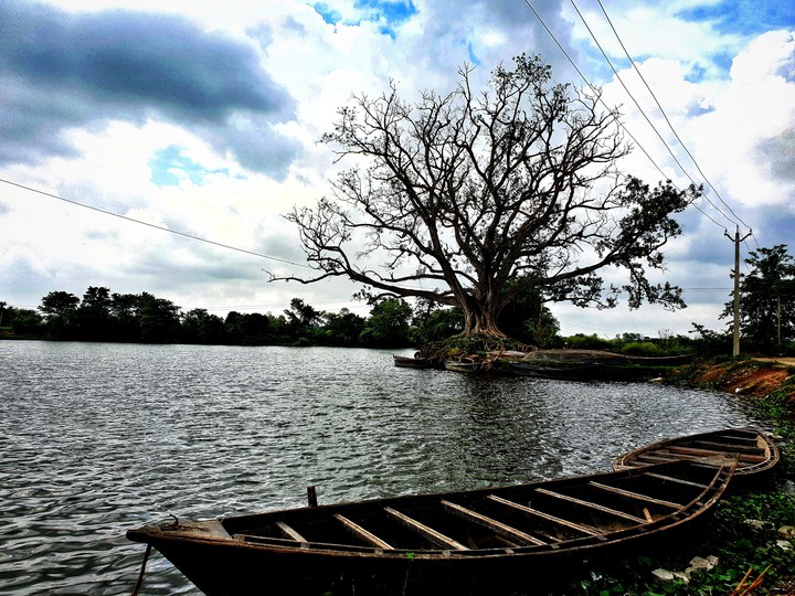 the old tree.