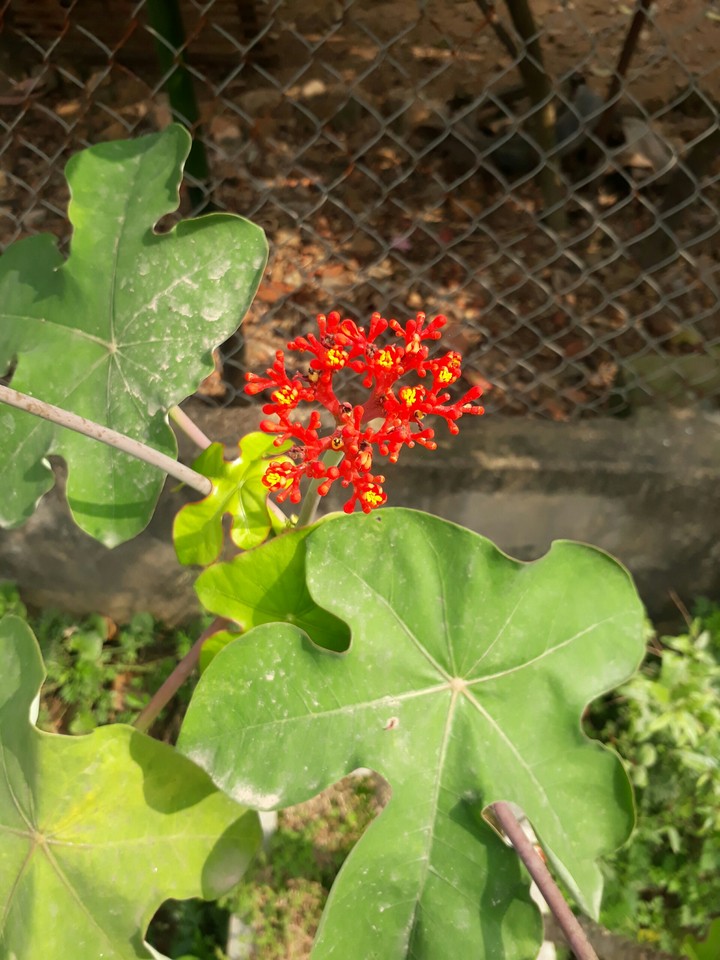 ánh nắng cuối mùa đông