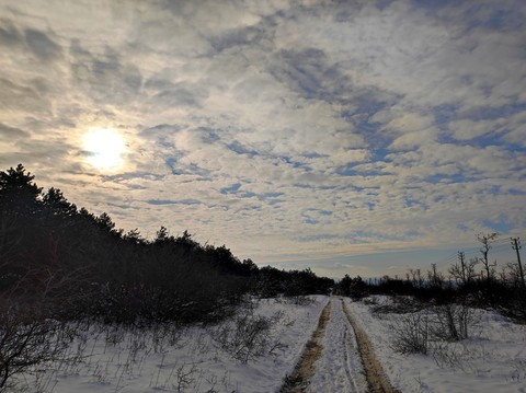 sfondi horizon, branch