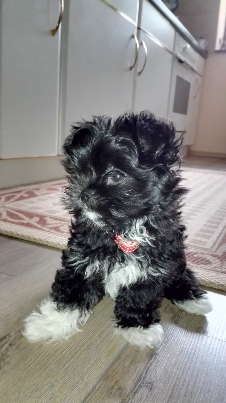 Unser Benni, Basti's Sohn