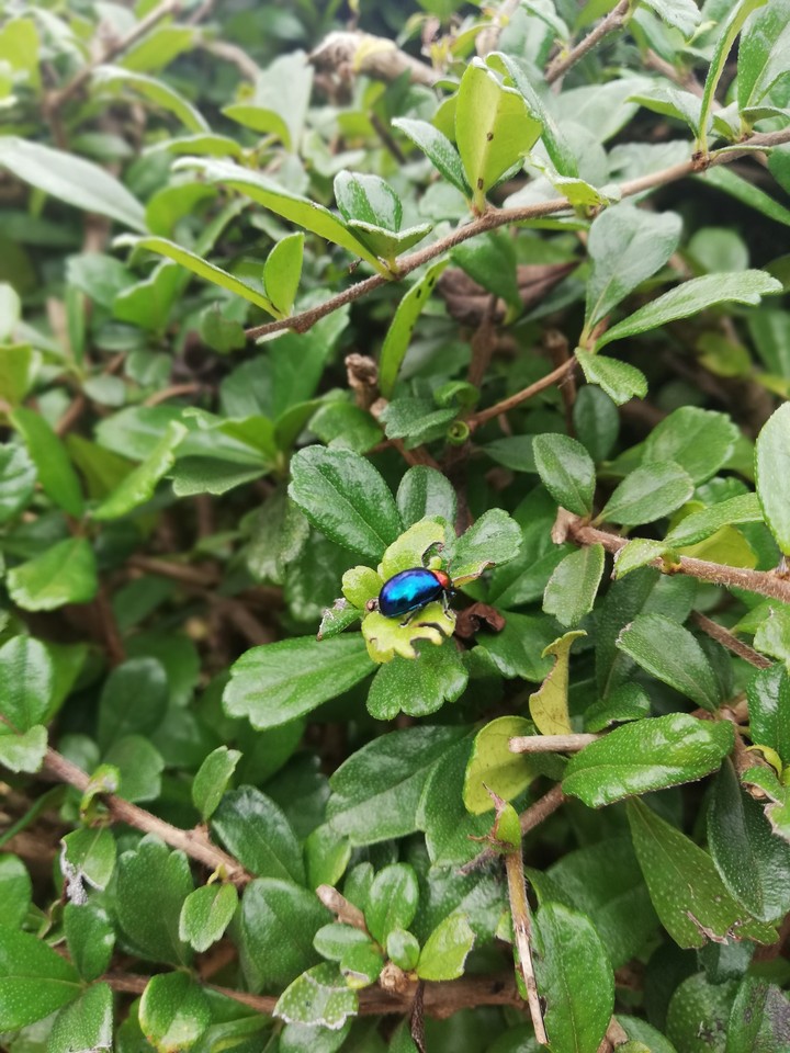 a bug