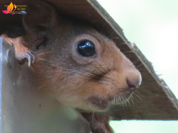 squirrel