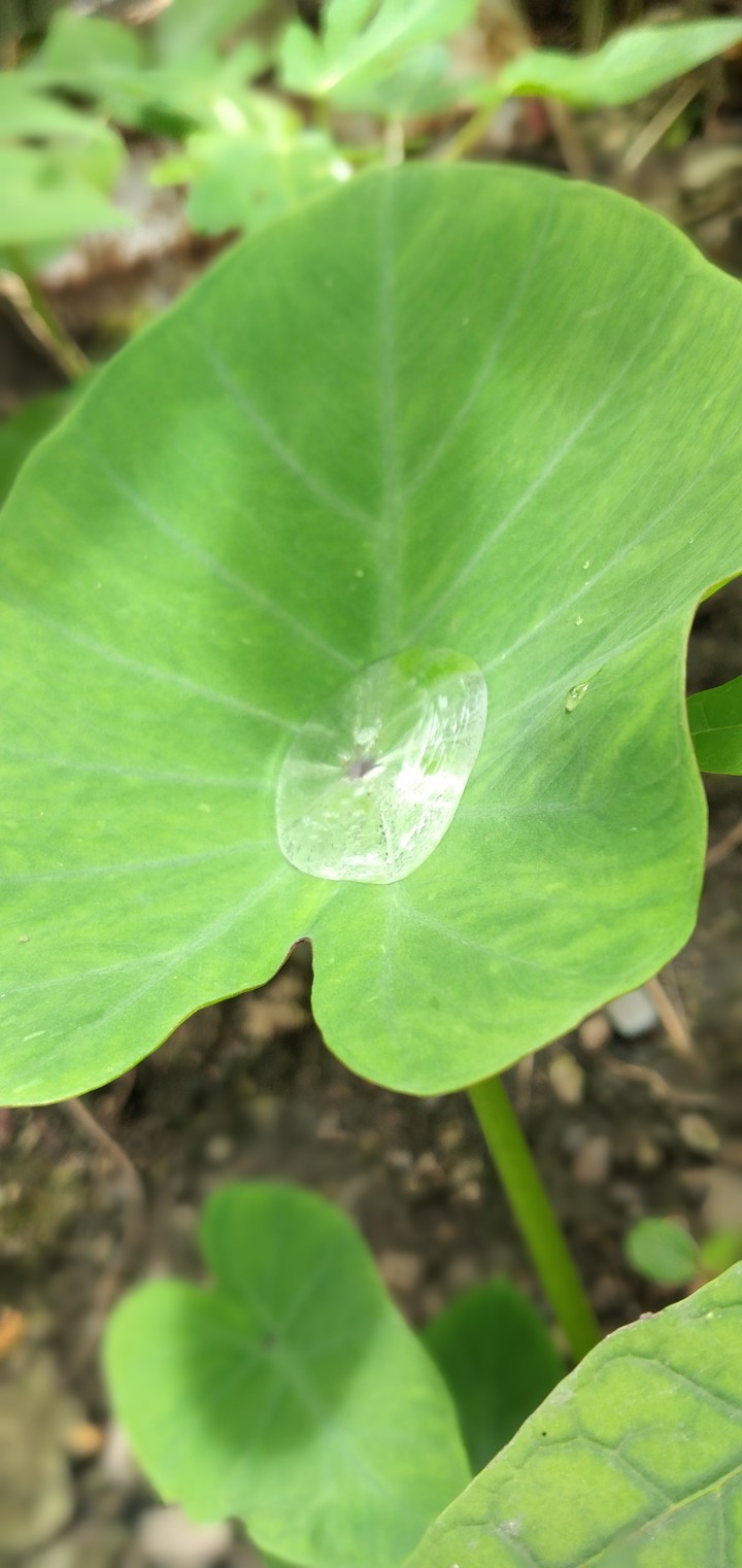 Hoja ancha