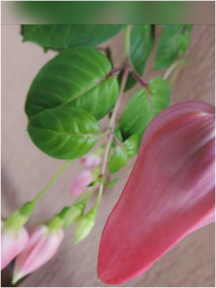delicadeza