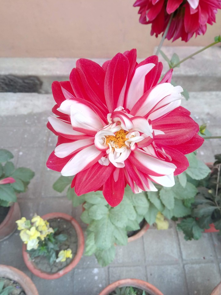 grafted flower