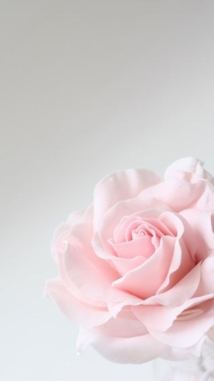 perfect pink rose