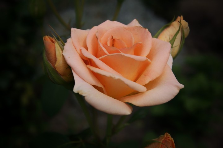rose