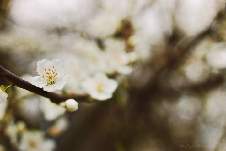 하얀 벚꽃