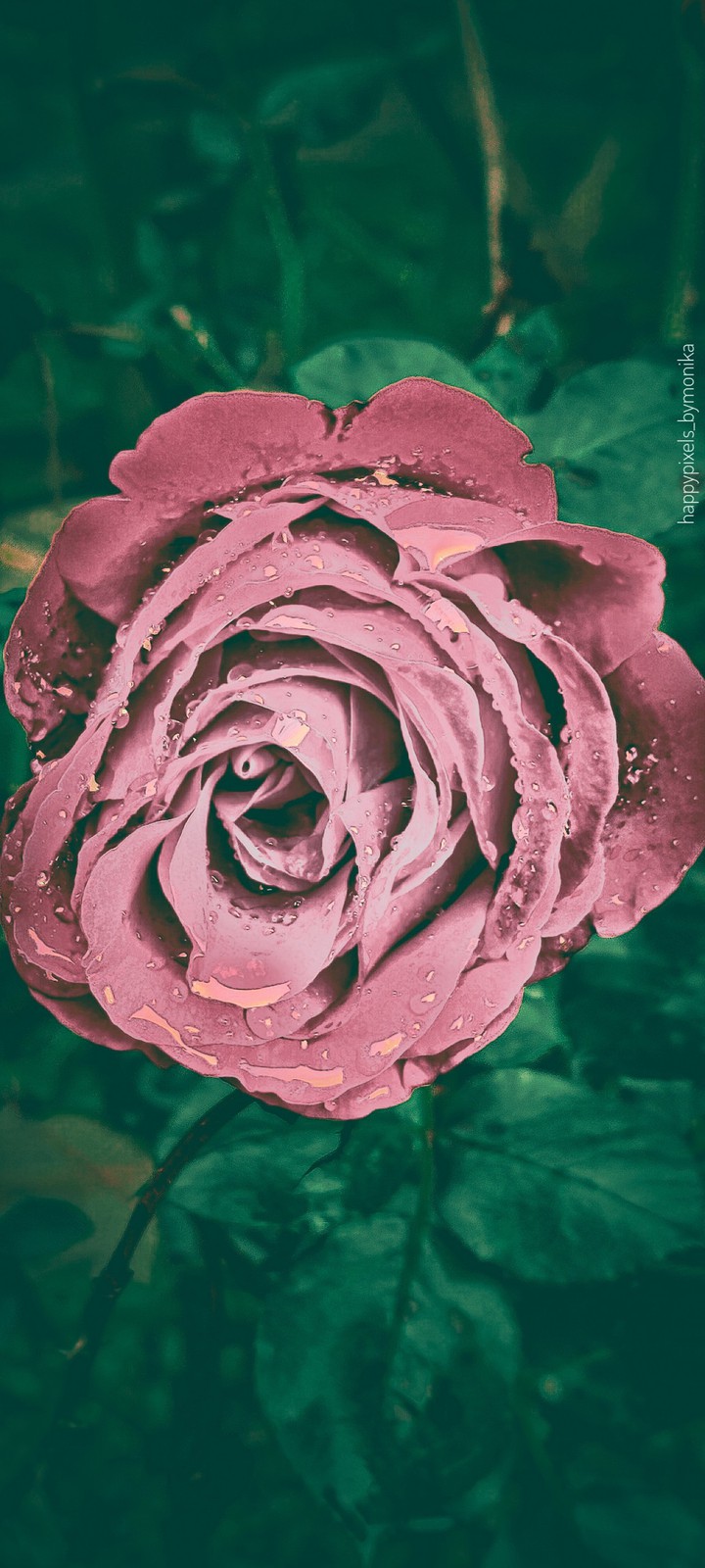 Different shades of rose