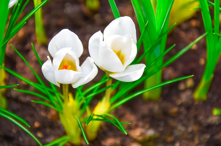 flowers