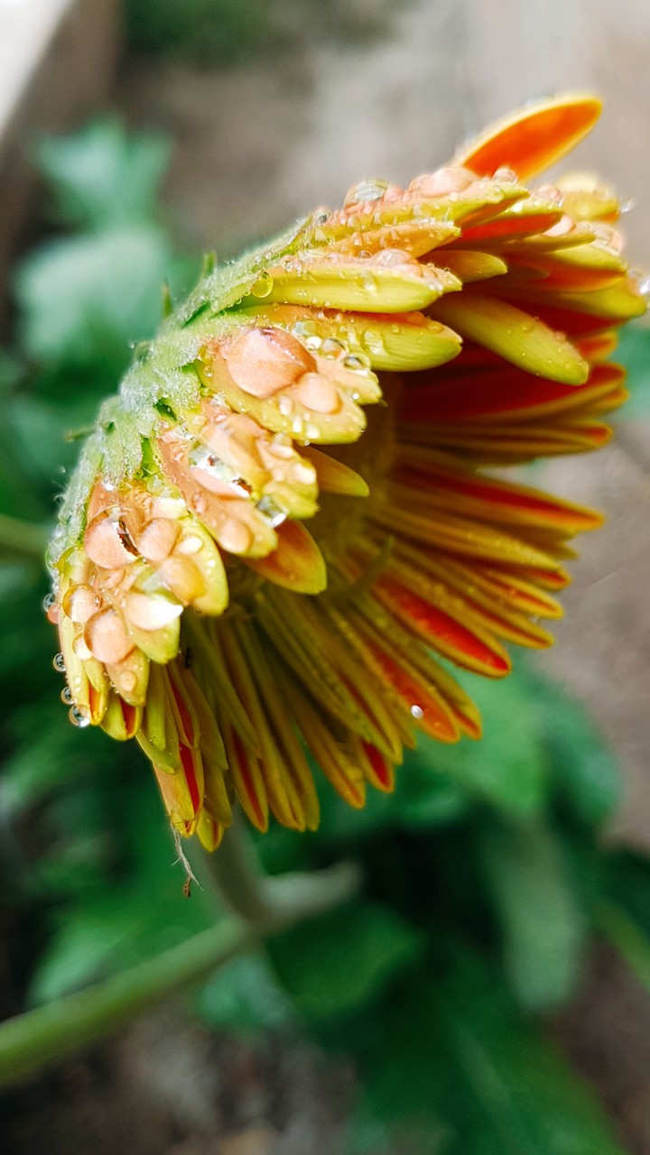 flower drop-rainyday11