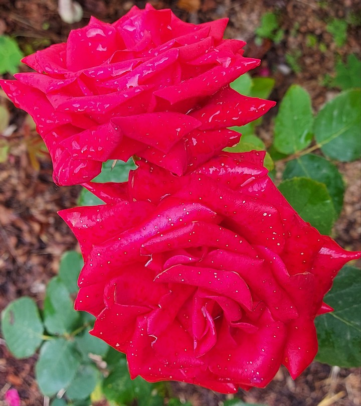 Las rosas de mi jardín