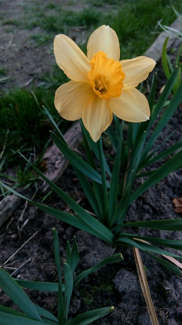 narcissus