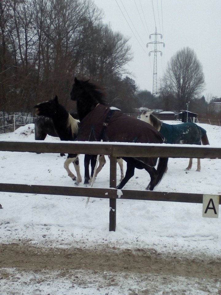 annys vs Elizabeth