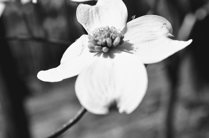 dogwood