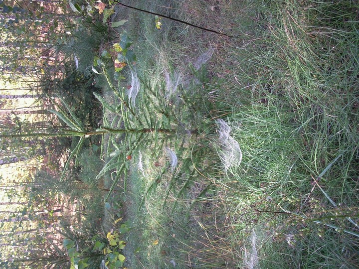 in forest