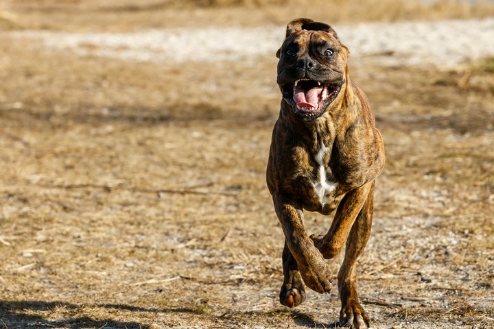 Ares