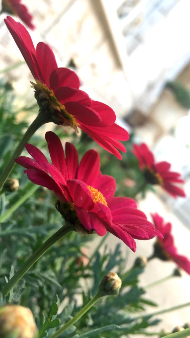 pink flowers background