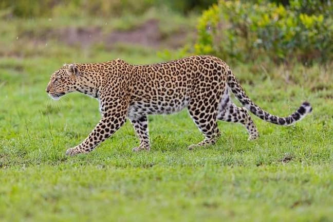 Leopard