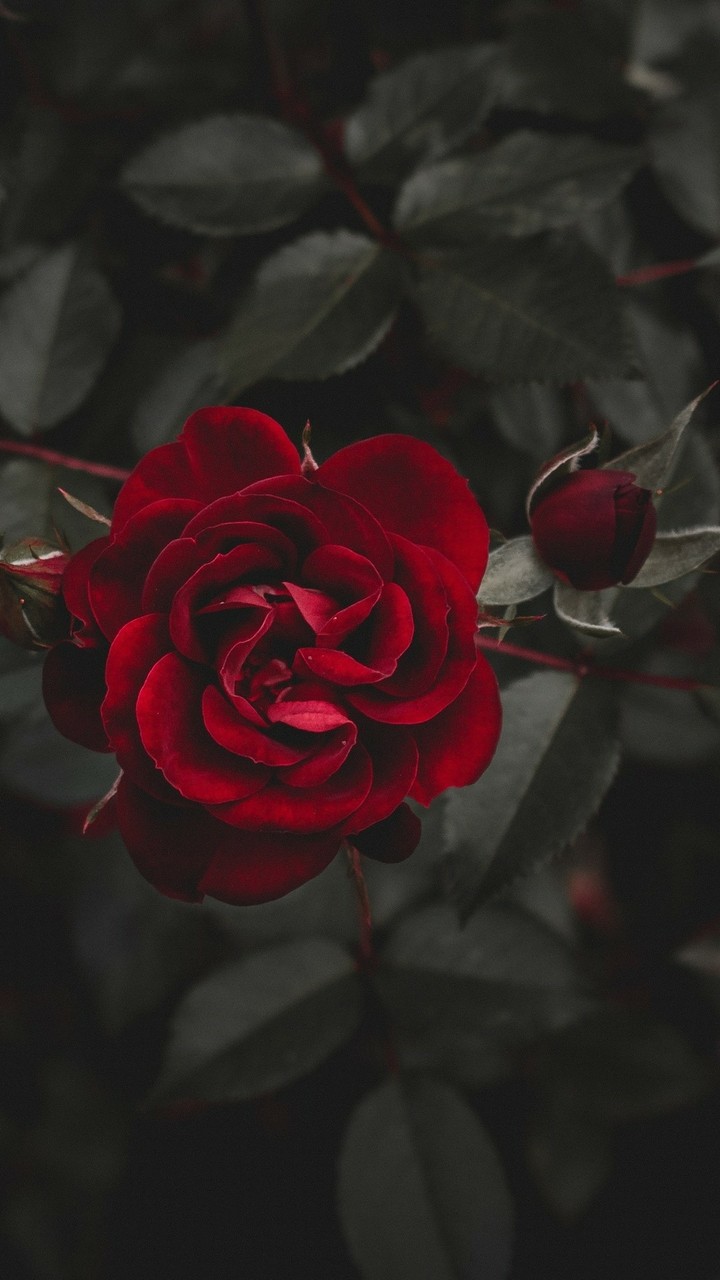 rose